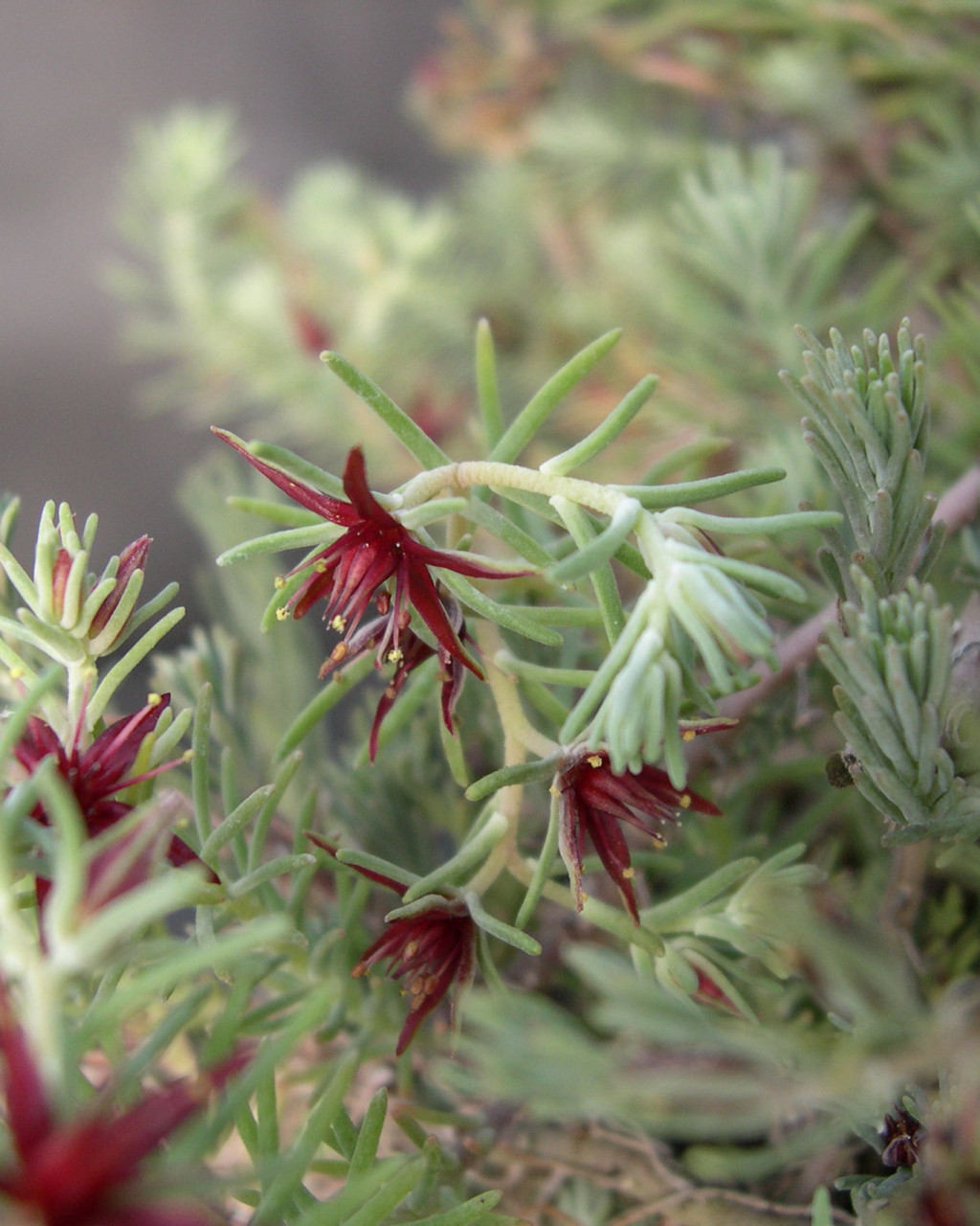 Sedum oxycoccoides