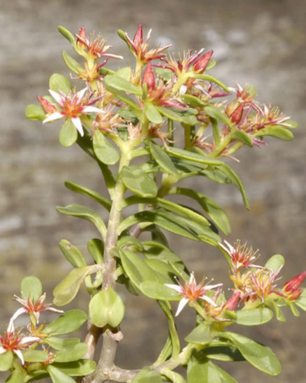 Sedum oxyetalum