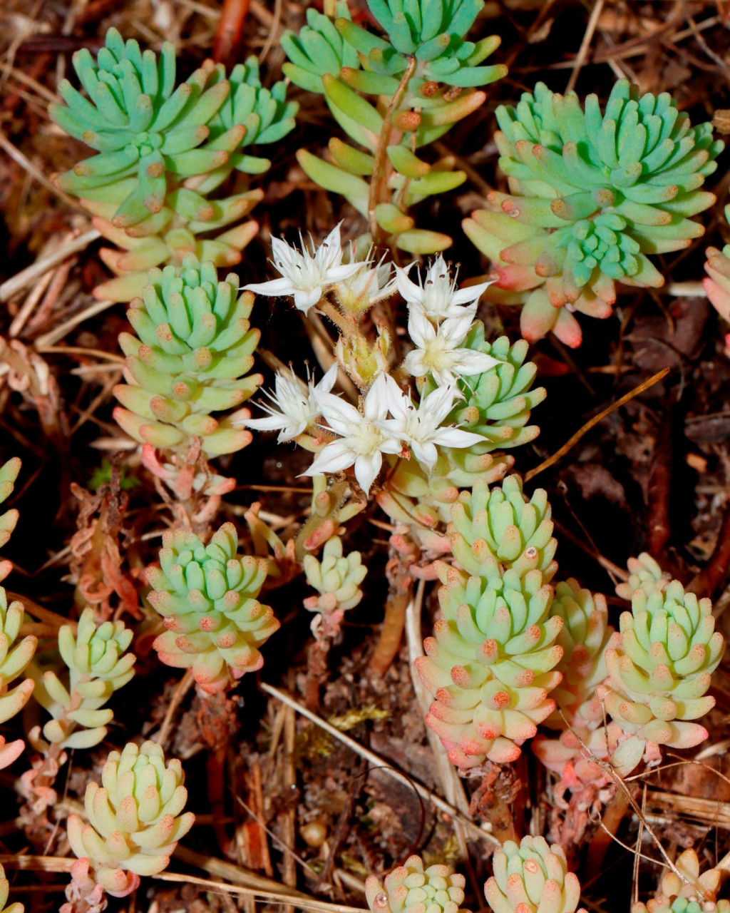 Sedum pallidum