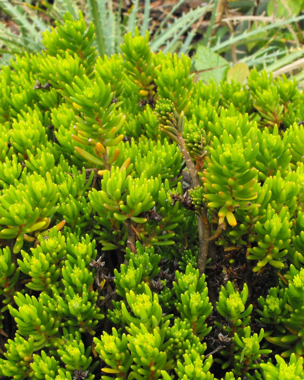 Sedum papillicaulum