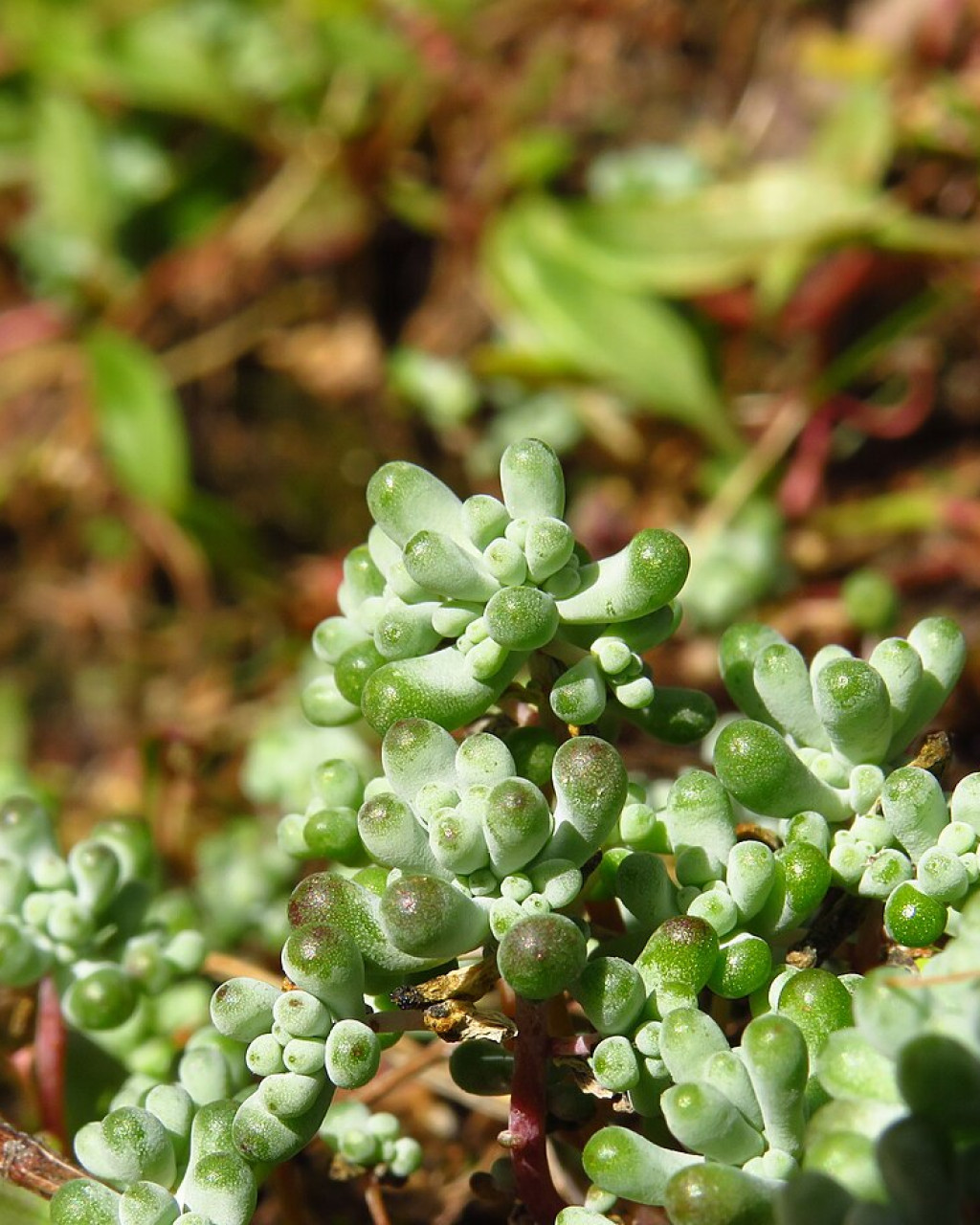 Sedum pedicellatum