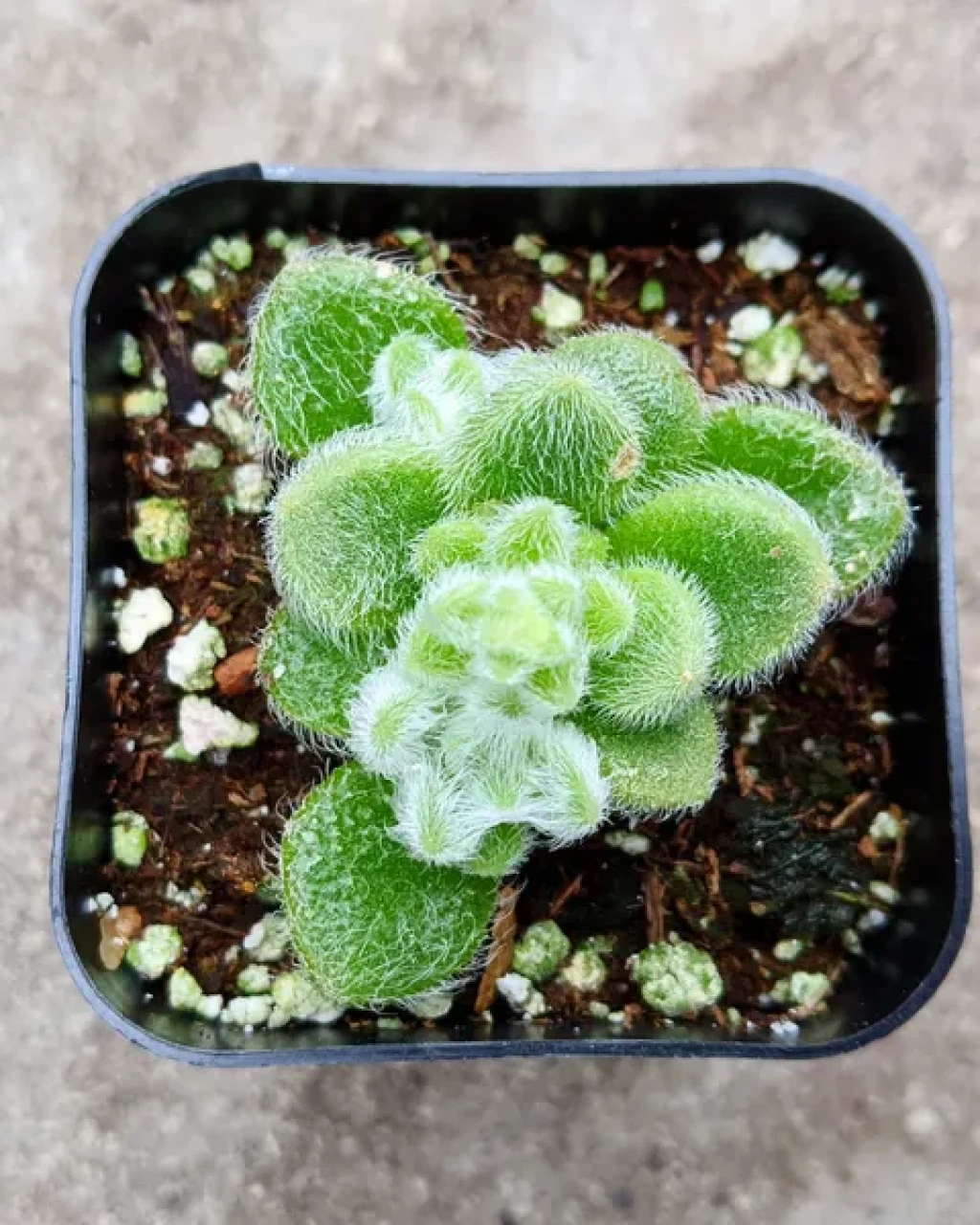 Sedum piaxtlaense