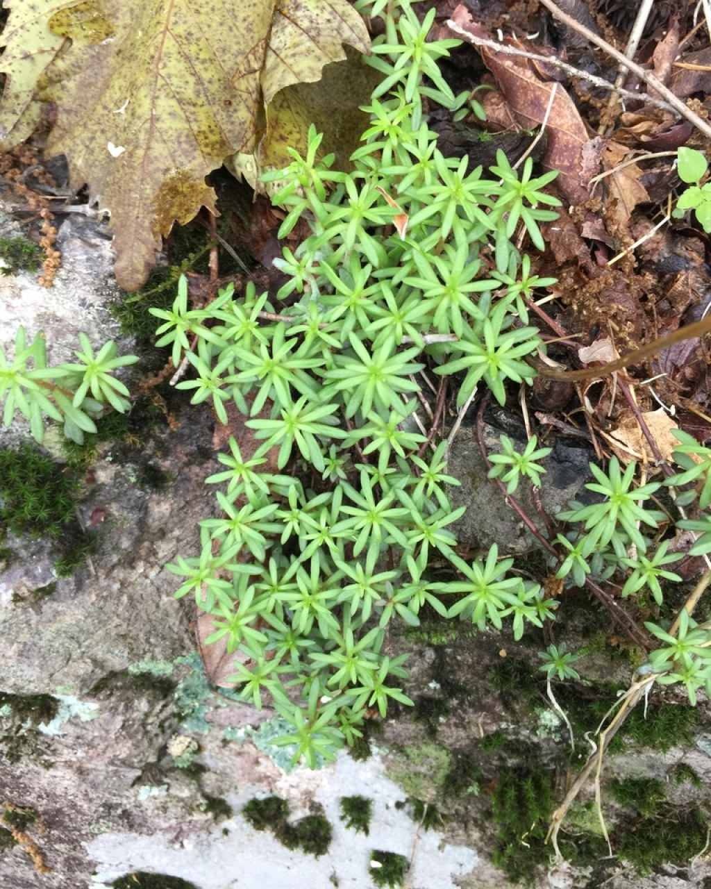 Sedum polytrichoides
