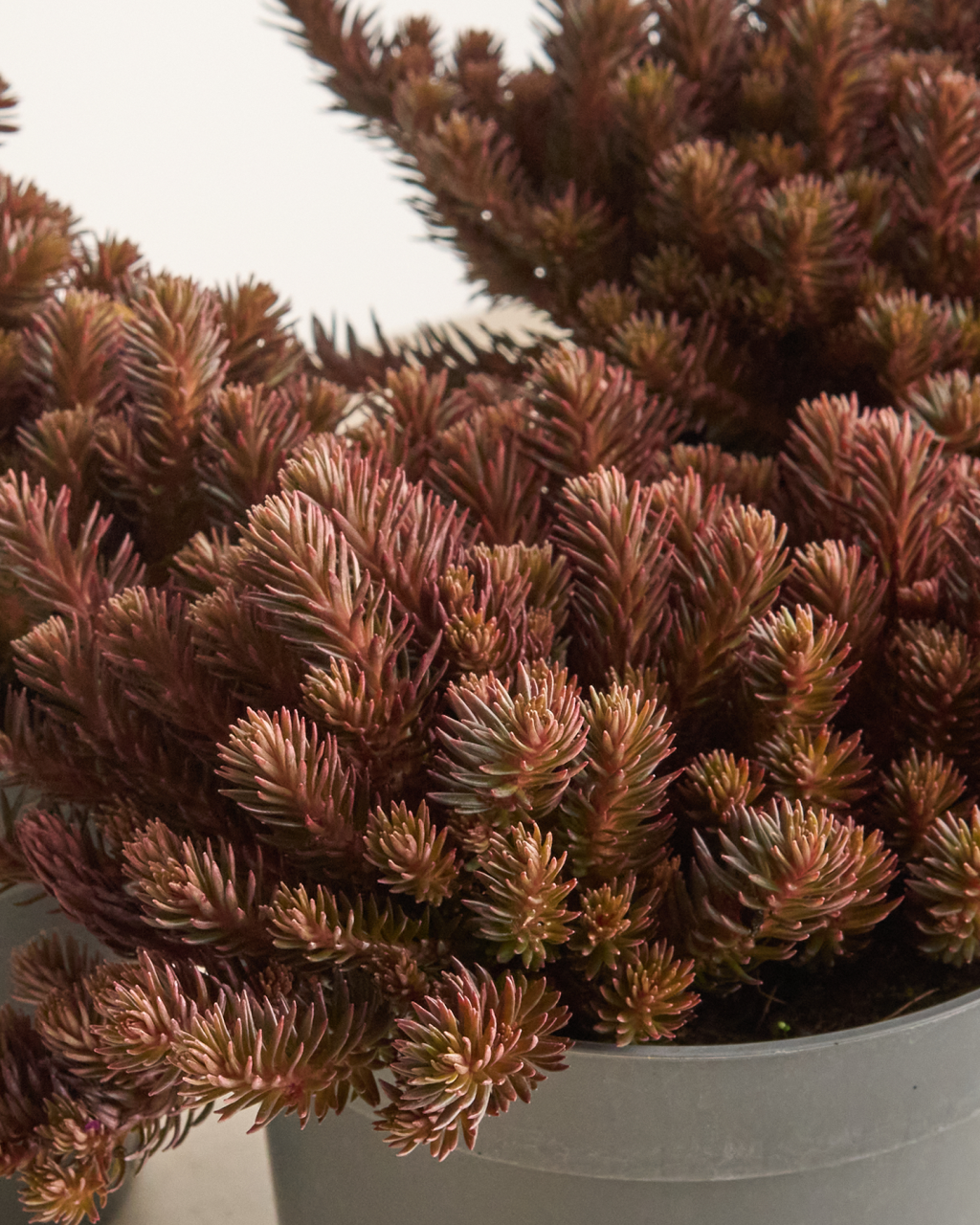 Sedum polytrichoides 'Chocolate Ball'