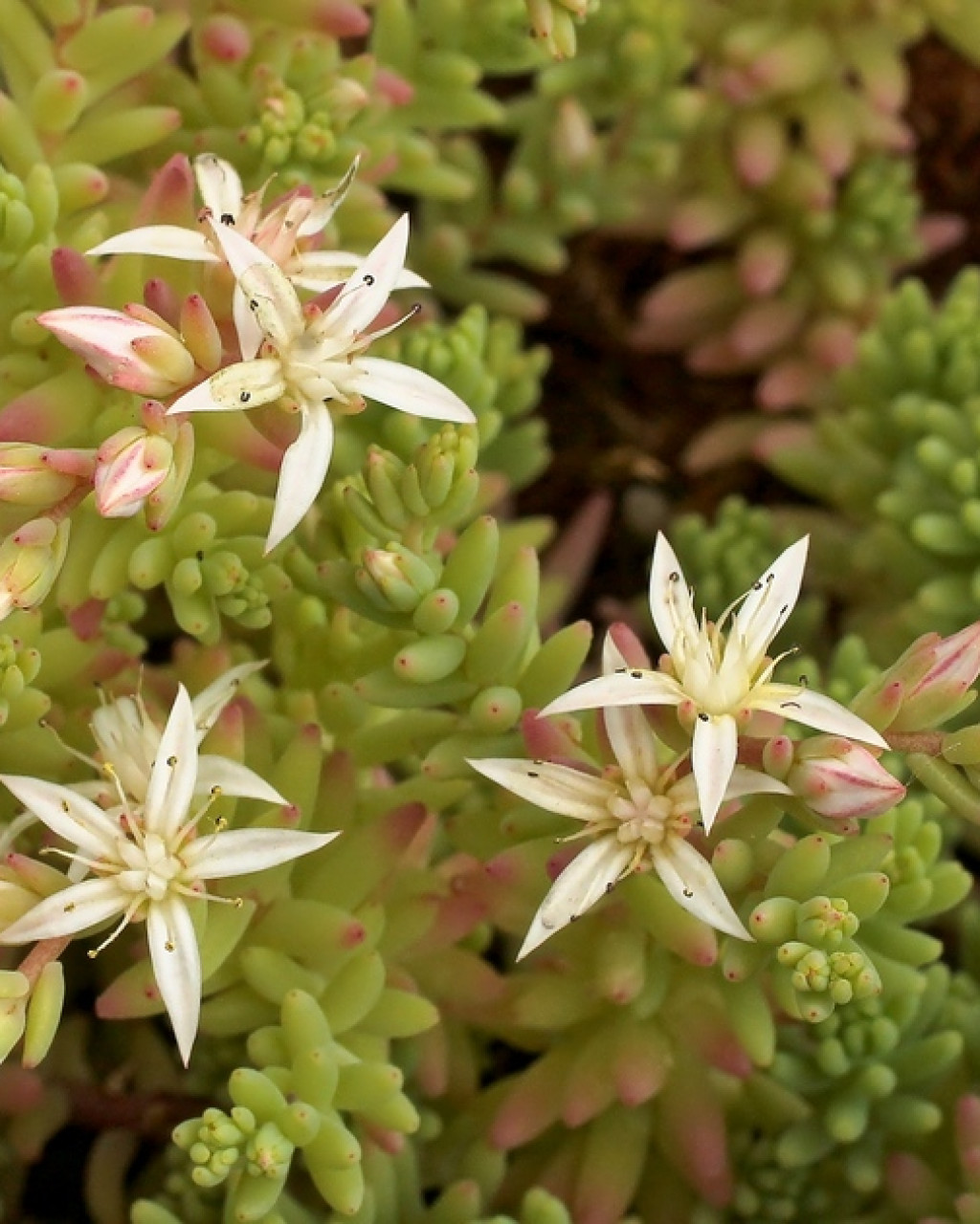 Sedum potosinum