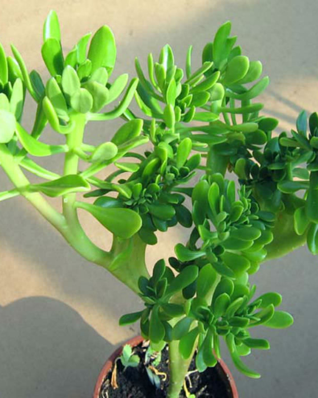 Sedum praealtum 'Cristatum'