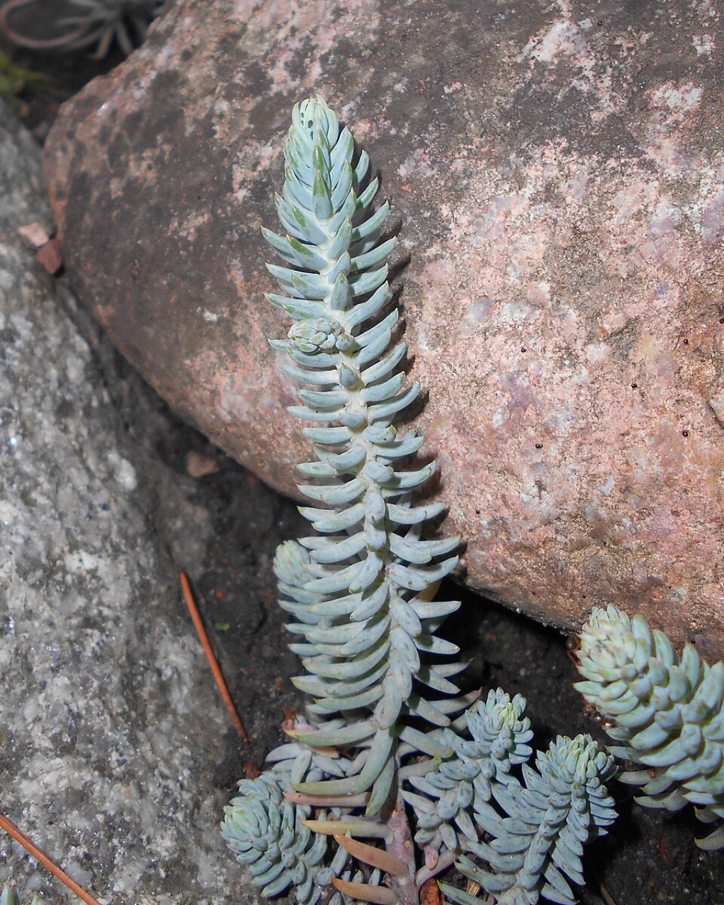 Sedum pruinatum