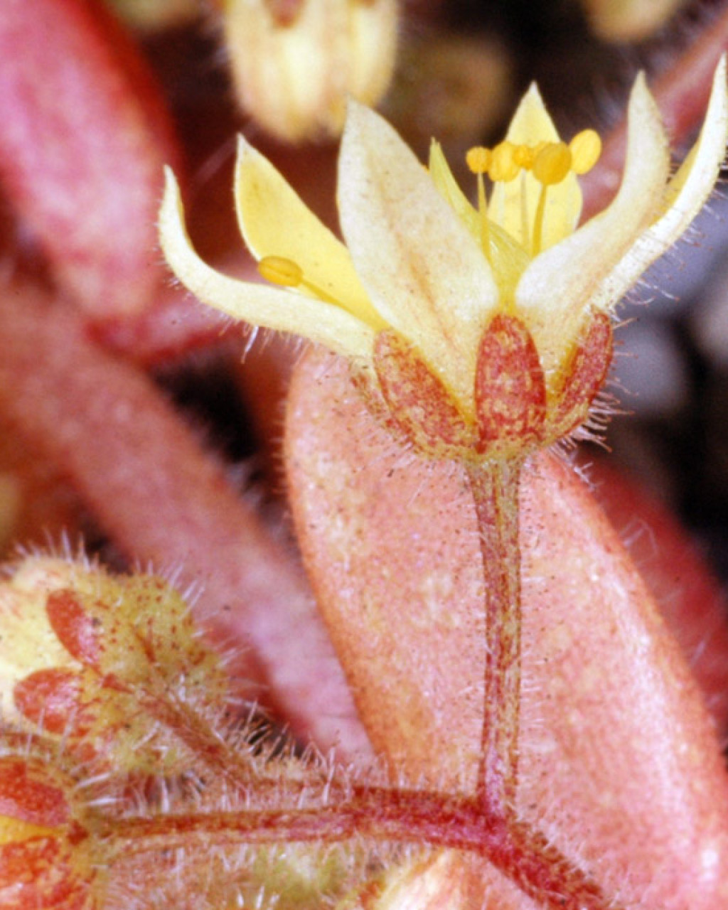 Sedum pubescens