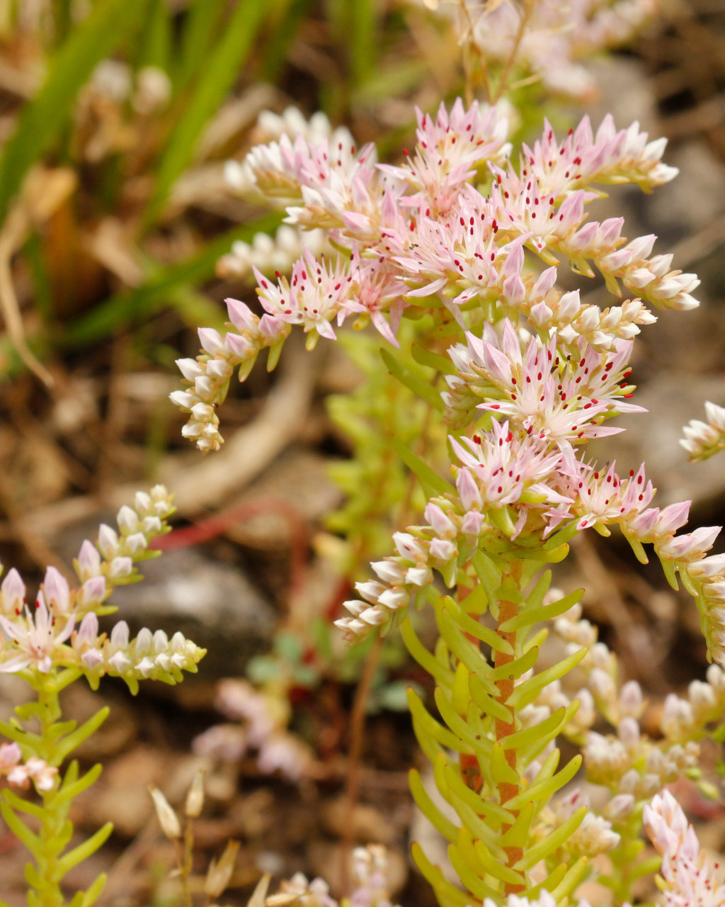 Sedum pulchellum
