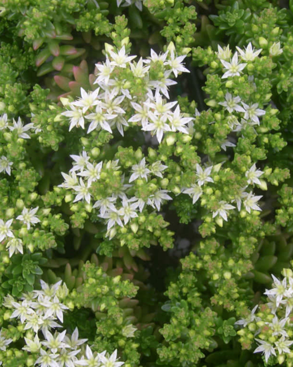 Sedum pulvinatum