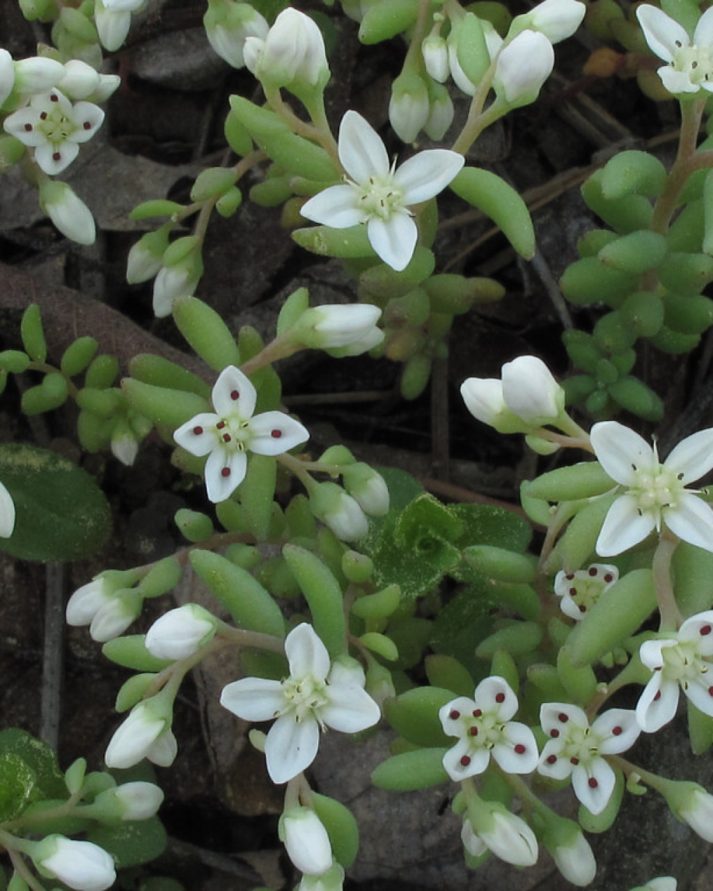 Sedum pusillum