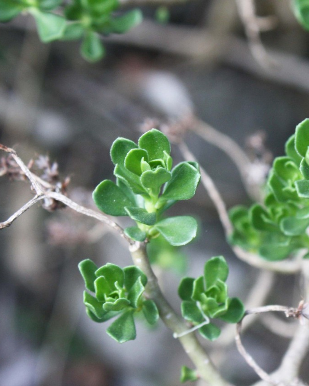 Sedum retusum