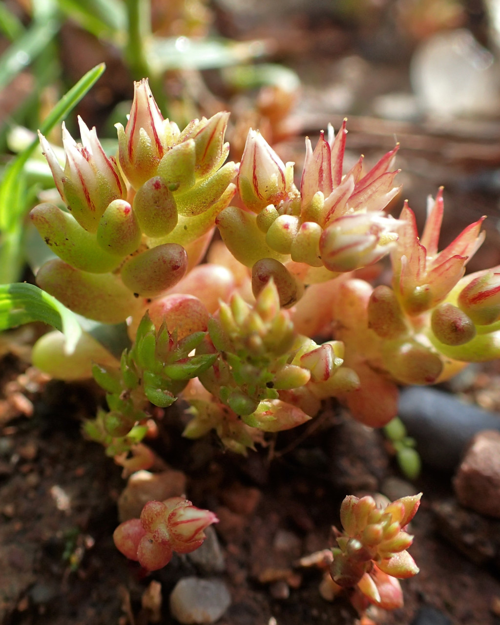 Sedum rubens