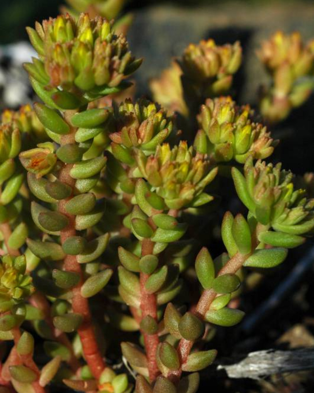 Sedum rupicola