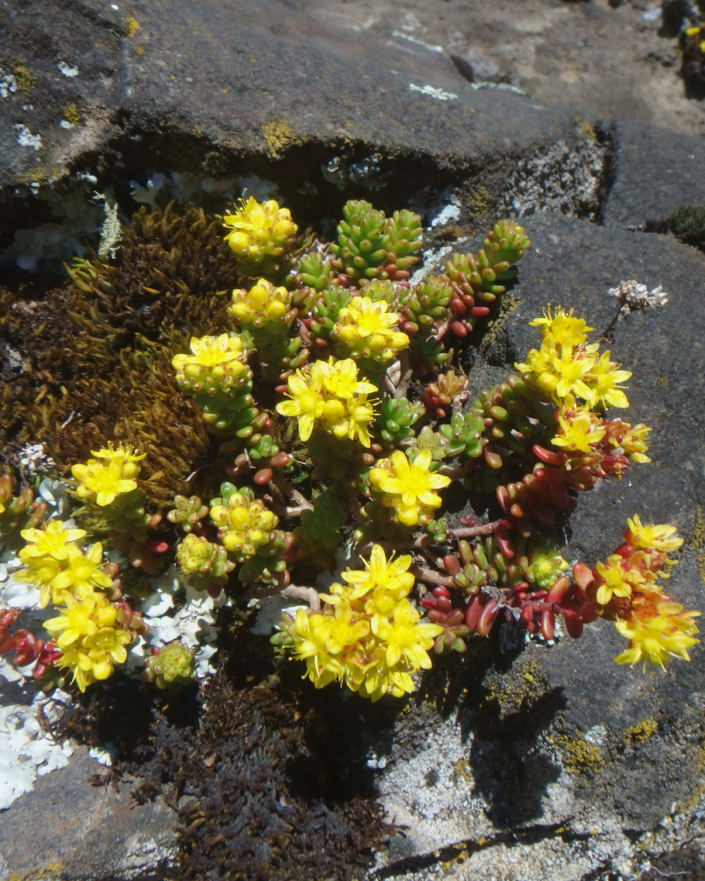 Sedum ruwenzoriense