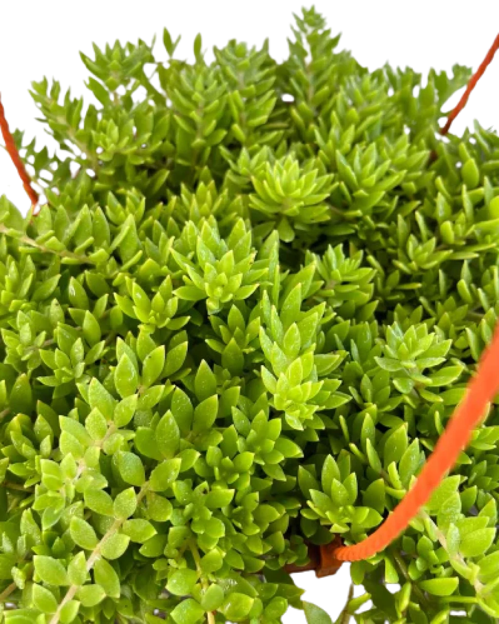 Sedum sarmentosum