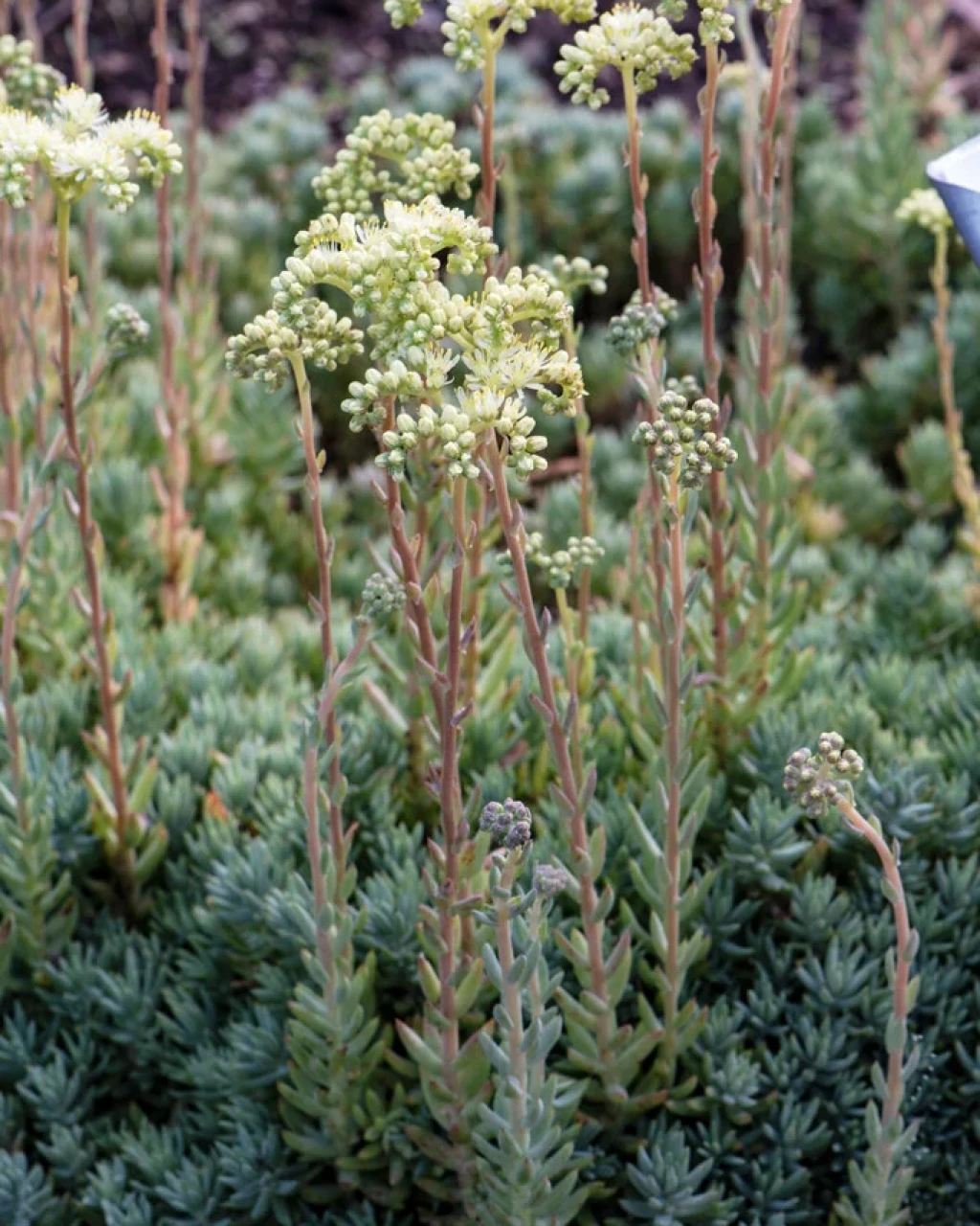 Sedum sediforme