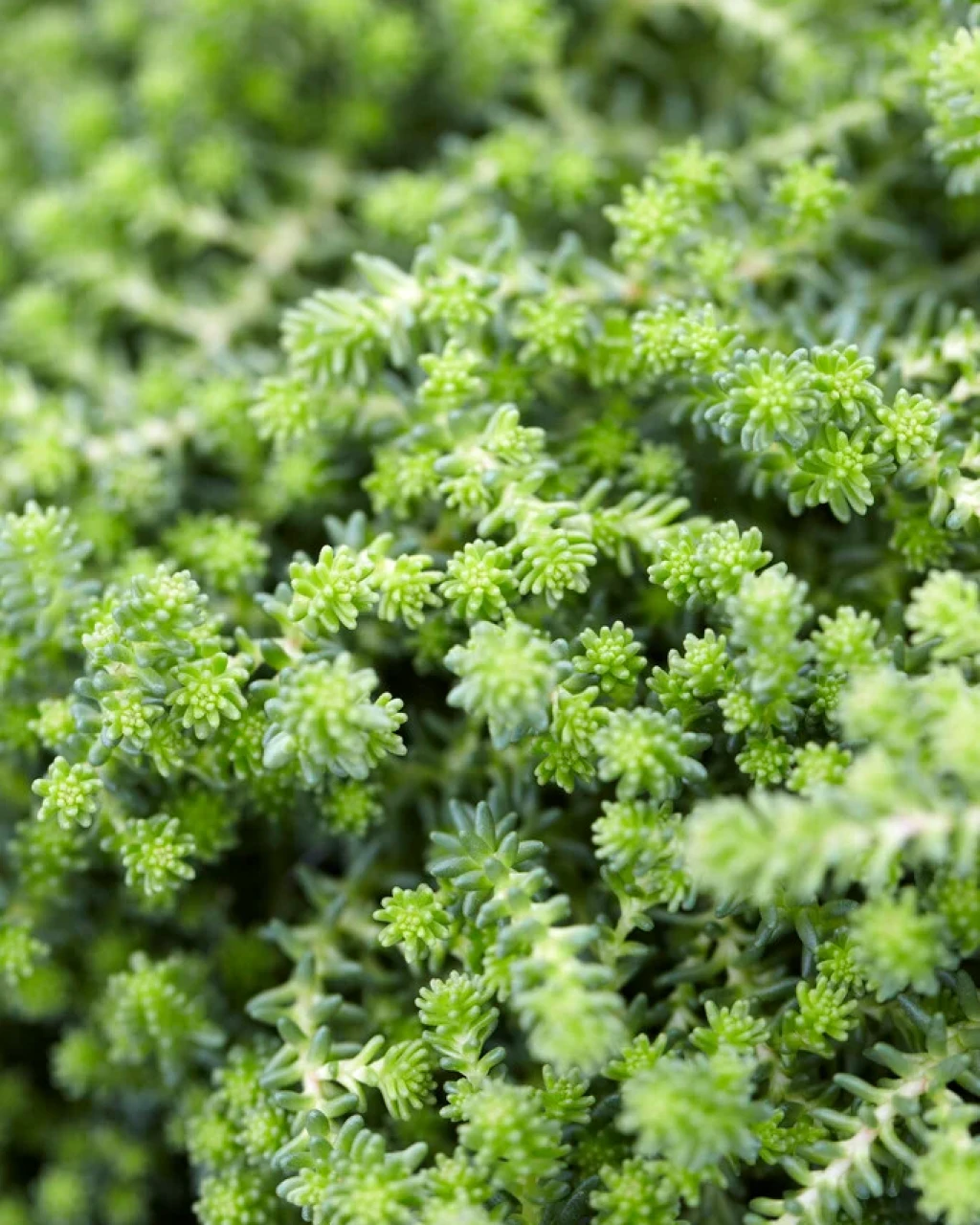 Sedum sexangulare