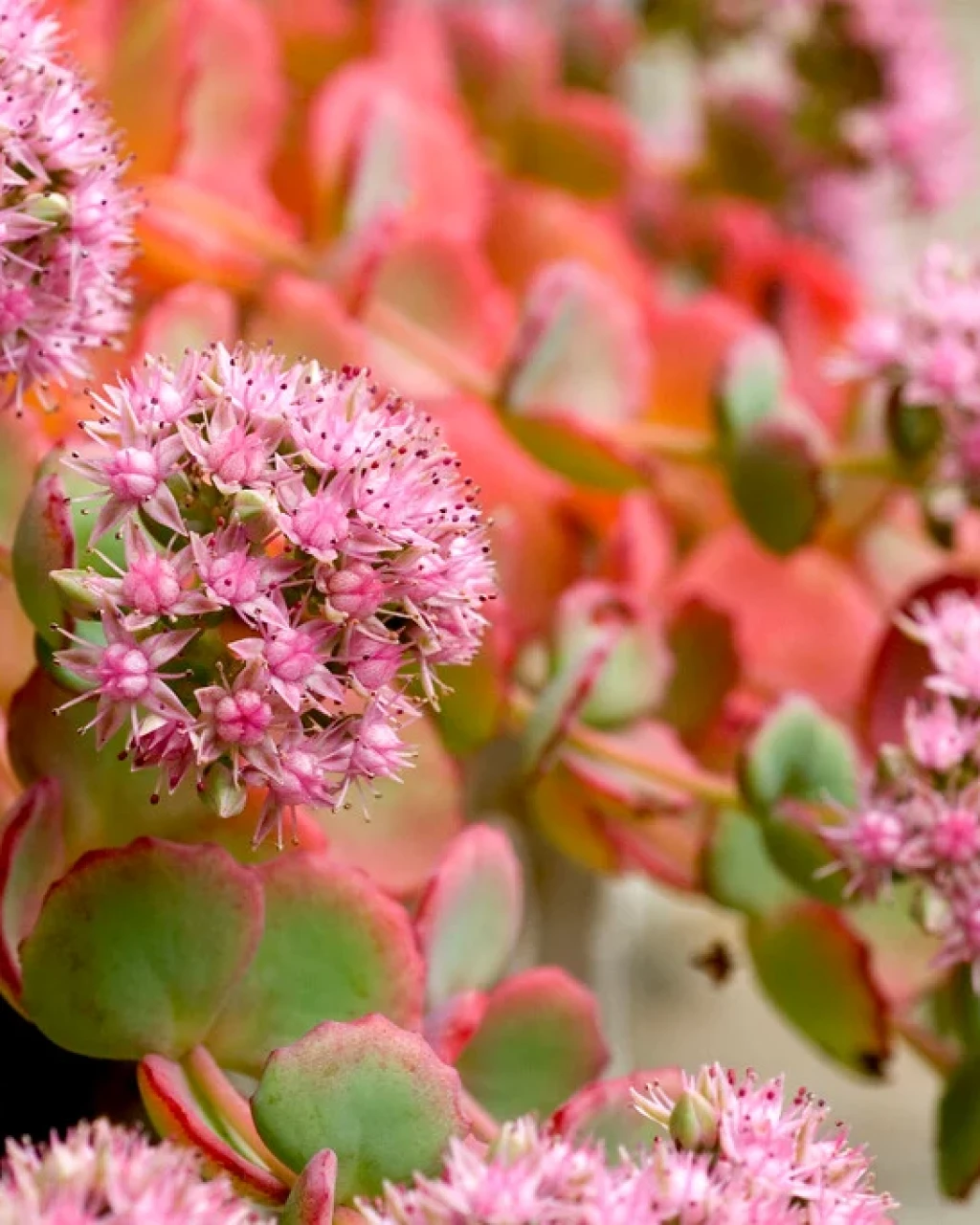 Sedum sieboldii