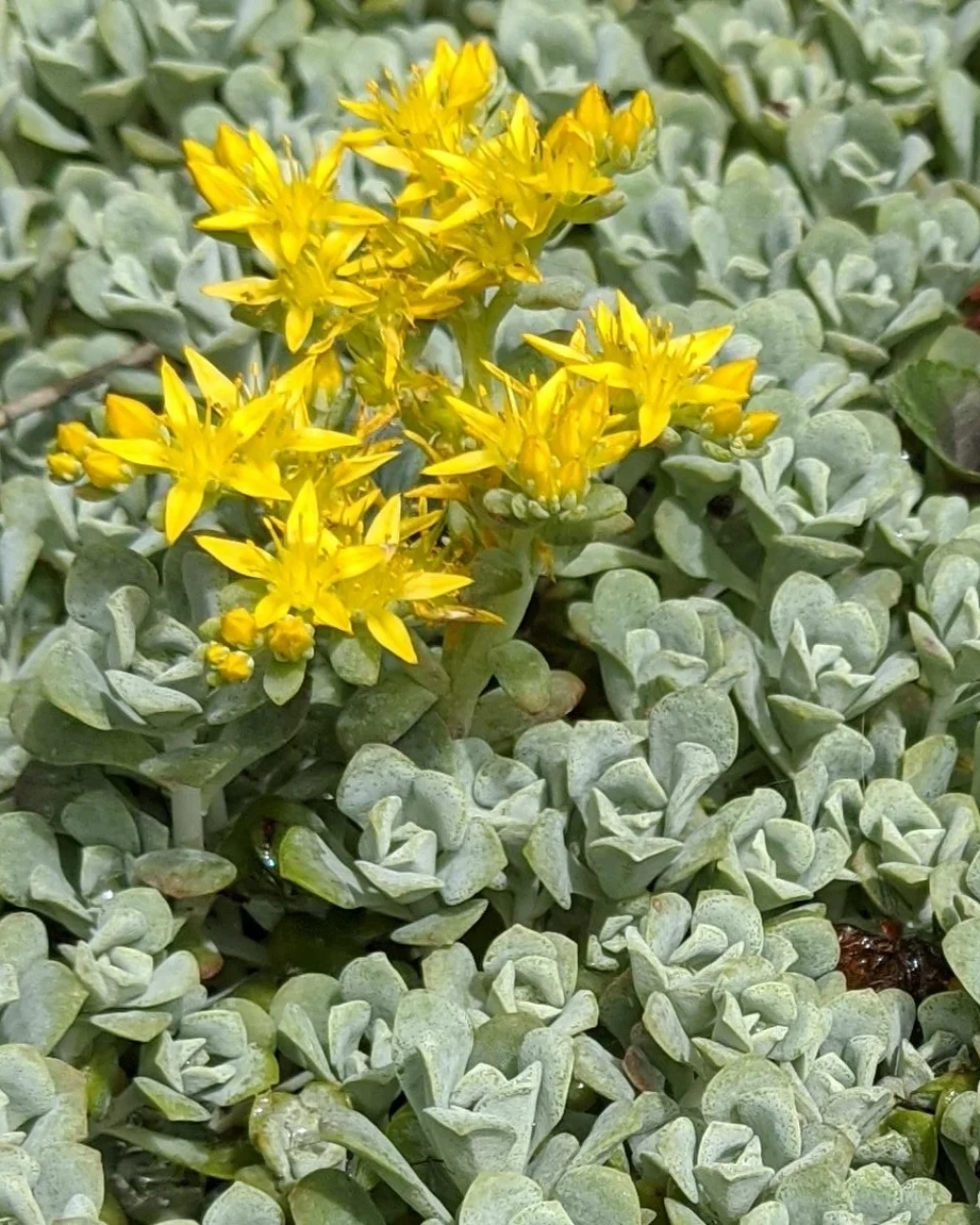 Sedum spathulifolium