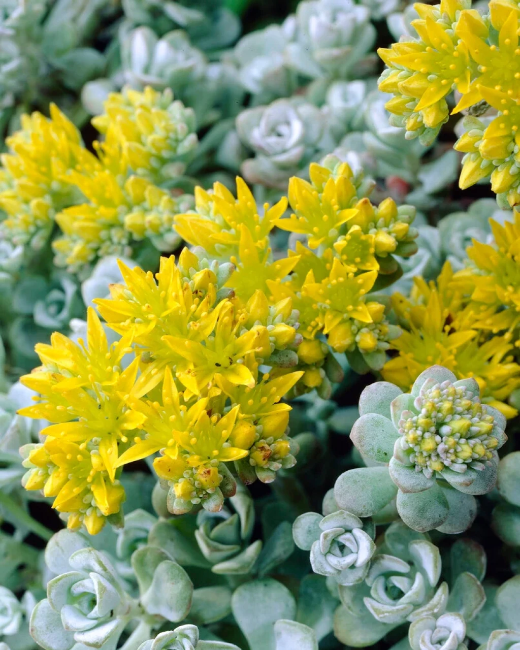 Sedum spathulifolium 'Cape Blanco'