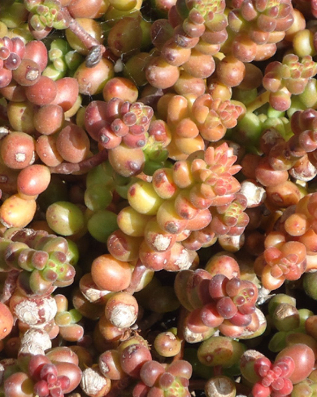 Sedum Stahlii