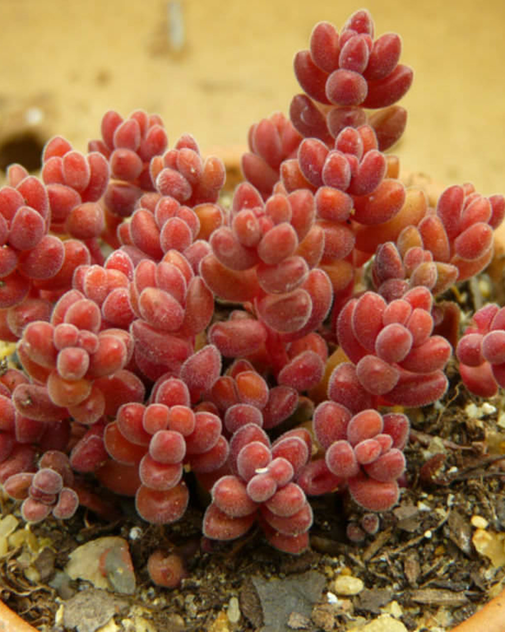 Sedum stahlii