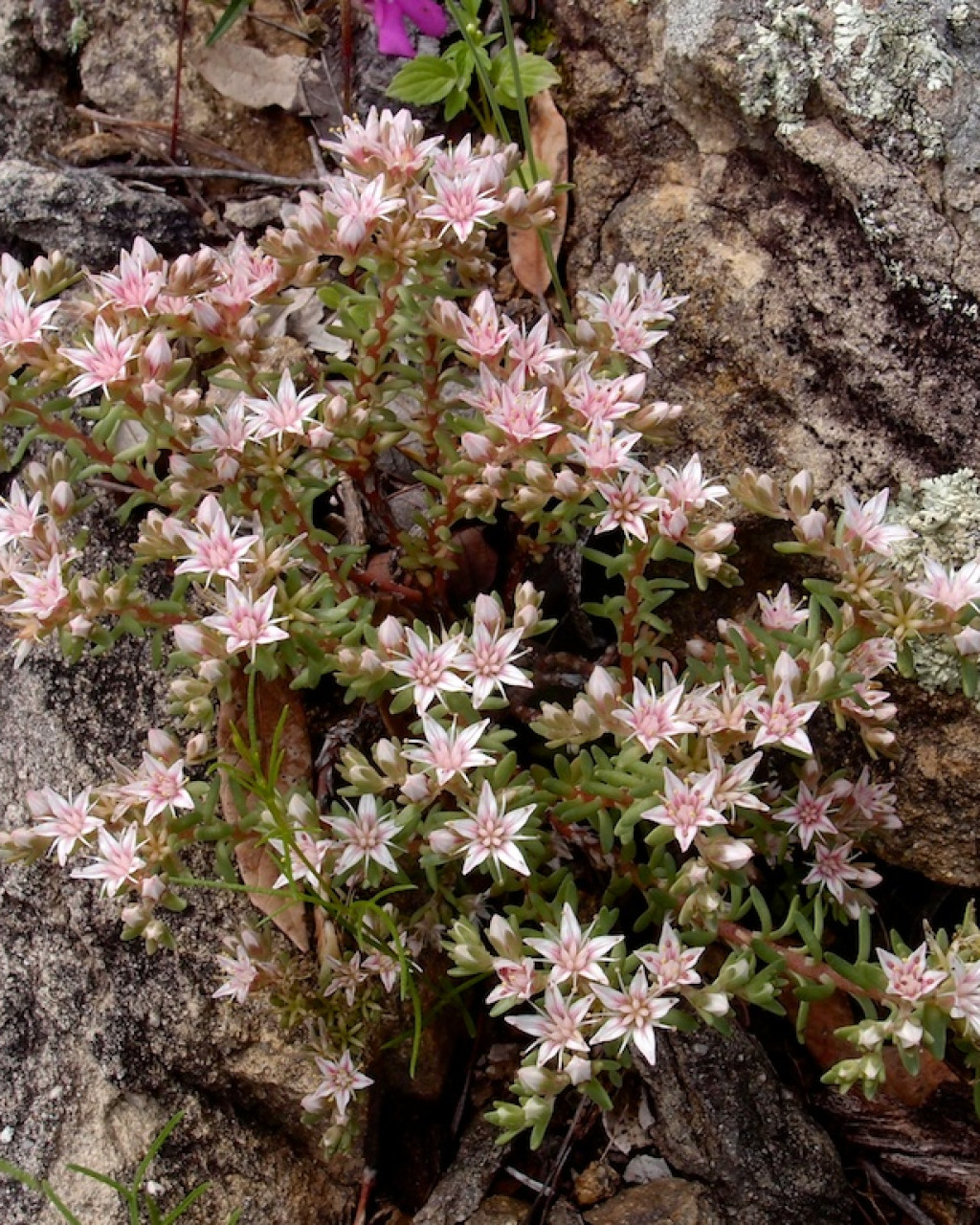 Sedum stelliforme