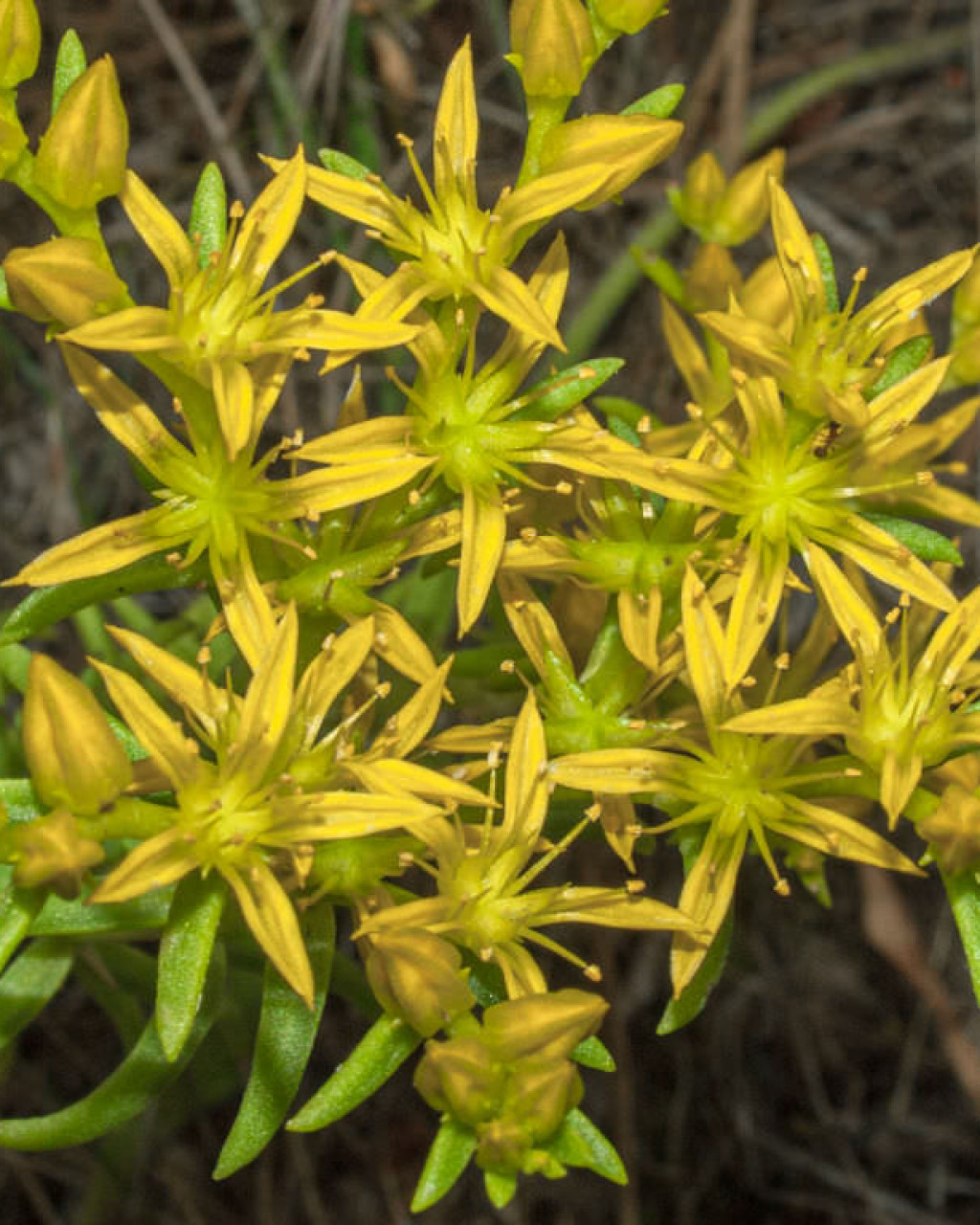 Sedum stenopetalum