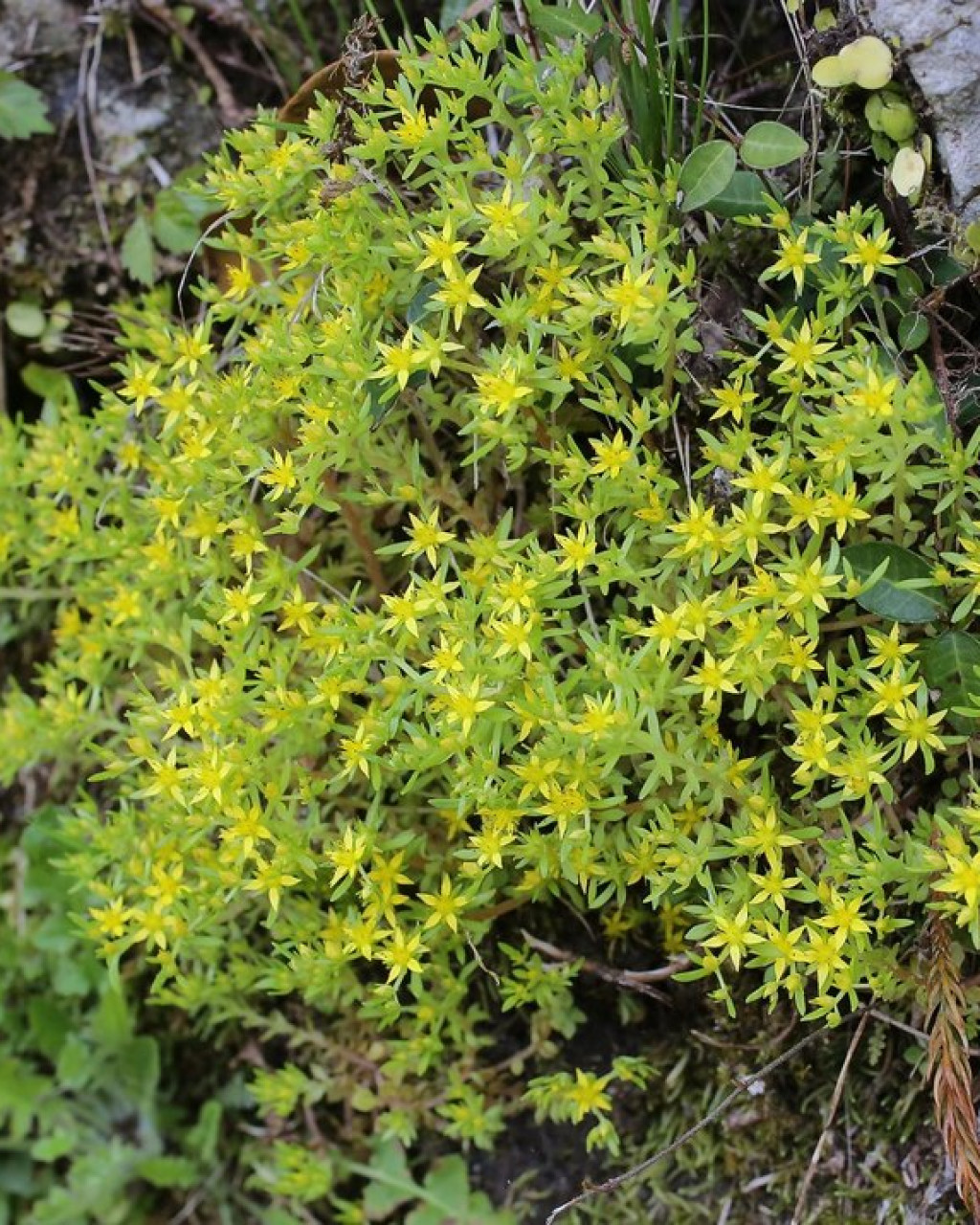 Sedum subtile