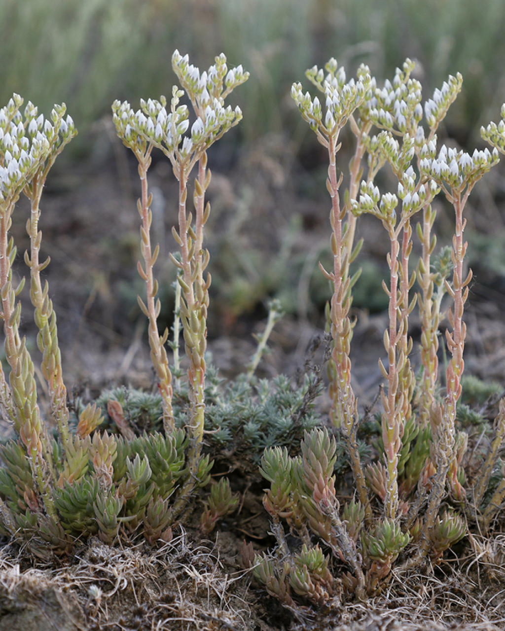 Sedum subulatum