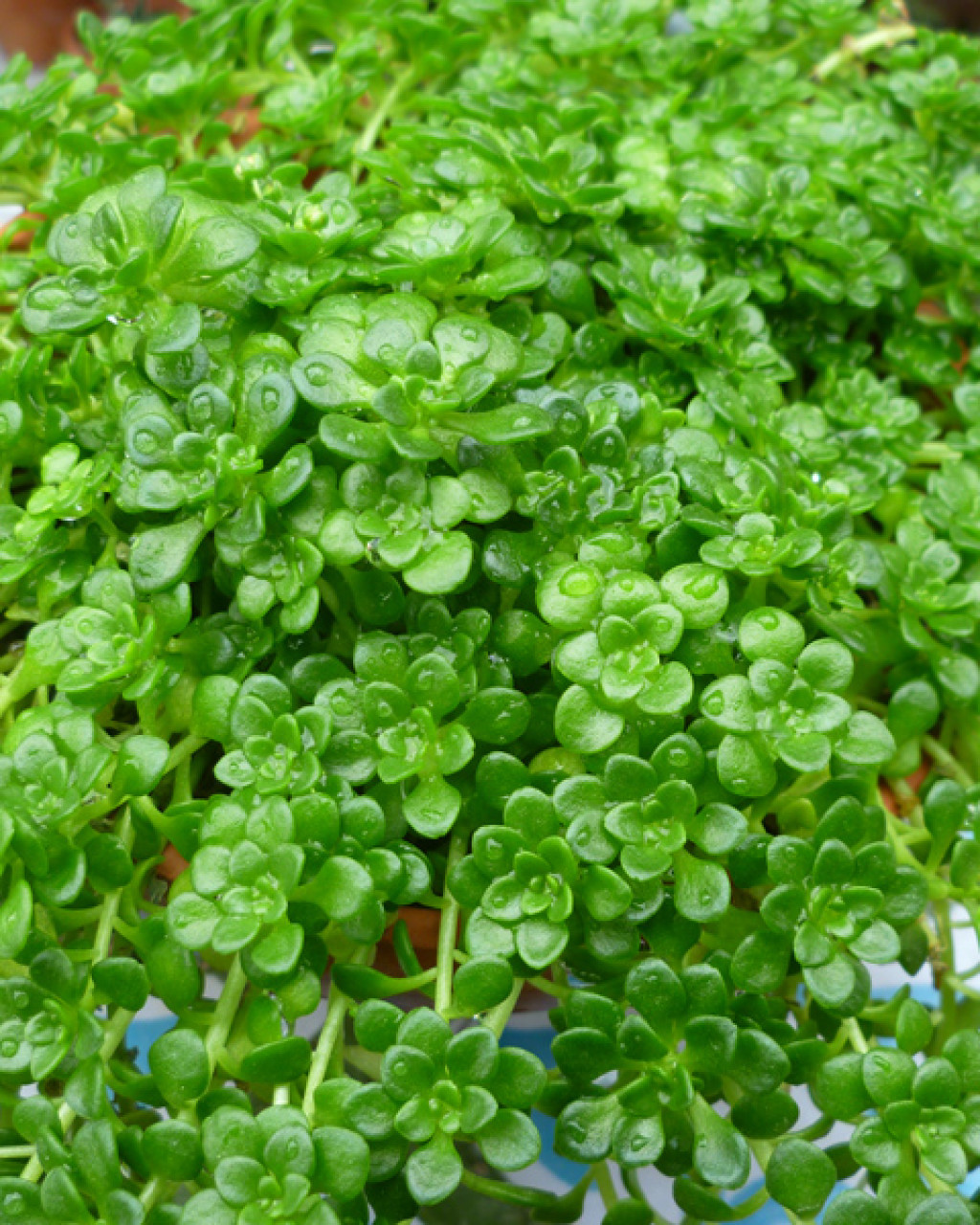 Sedum surculosum