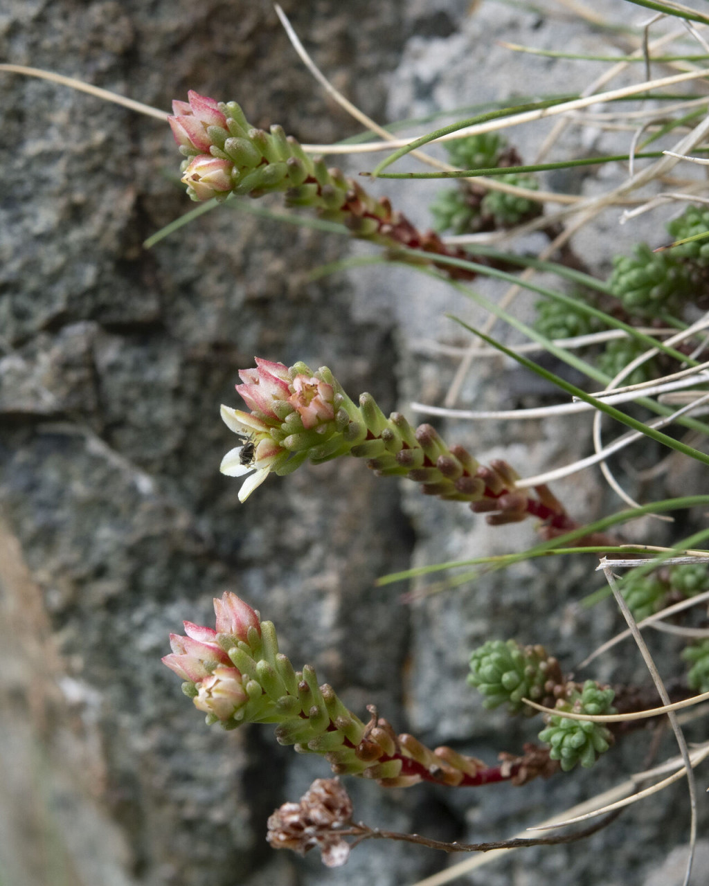 Sedum tenellum