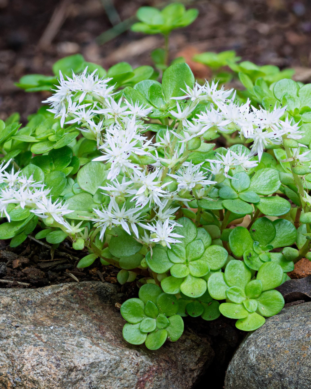 Sedum ternatum