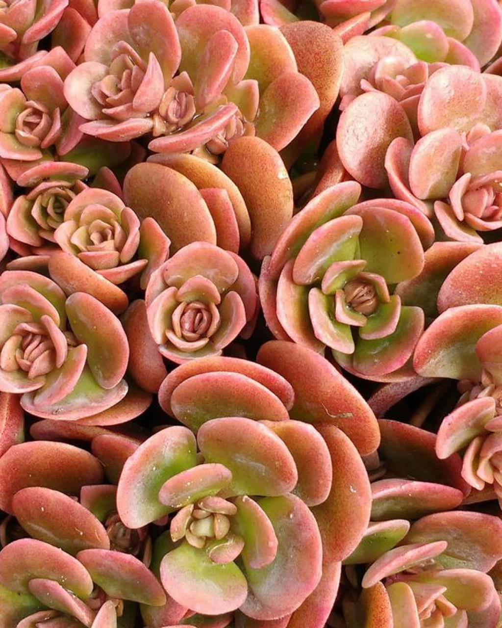Sedum tetractinum 'Coral Reef'