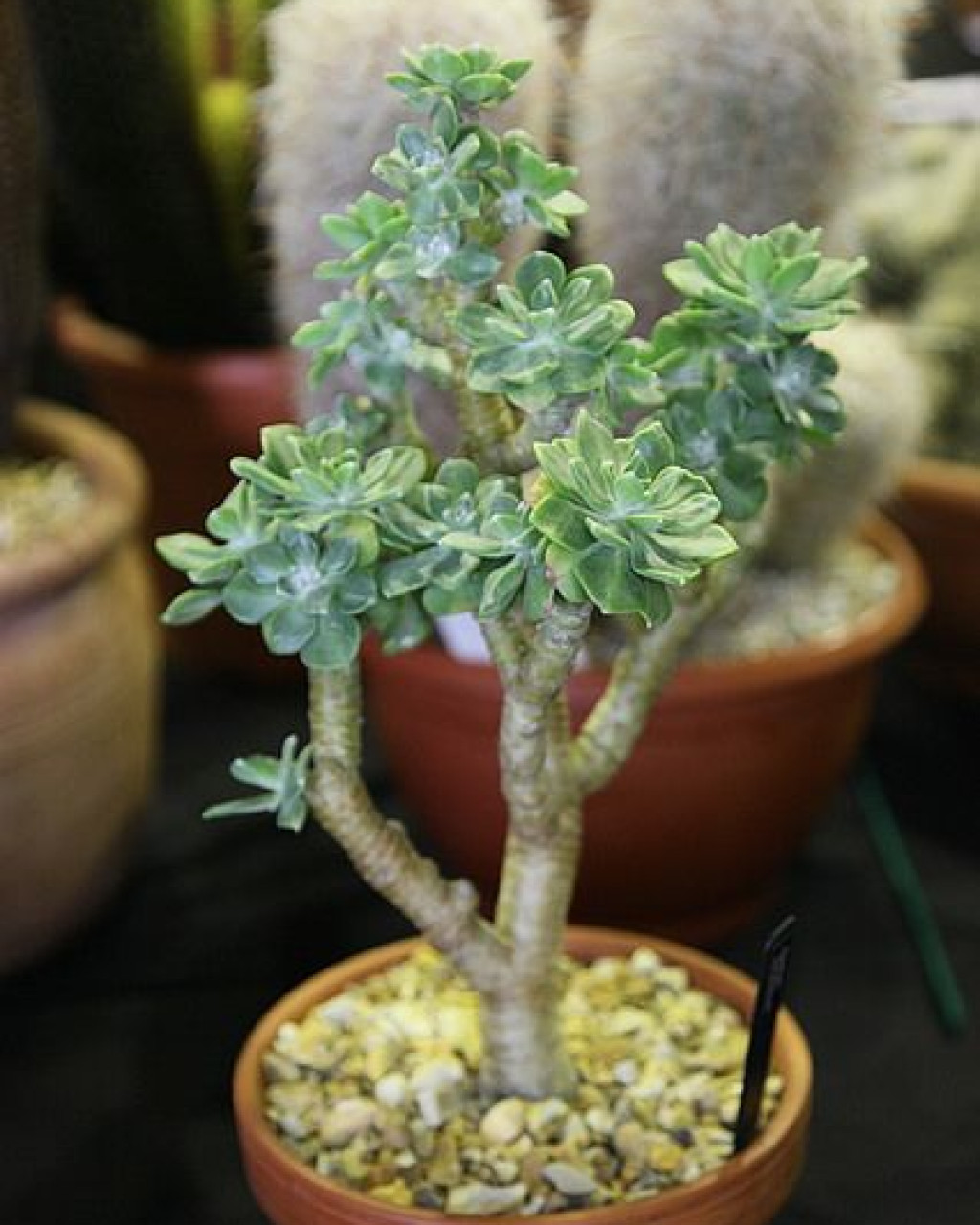 Sedum torulosum