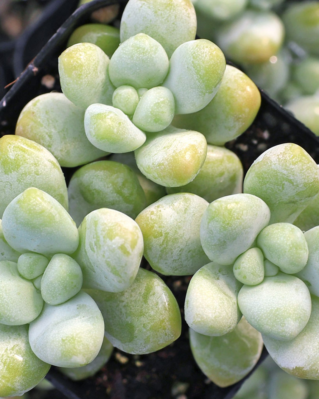 Sedum treleasei
