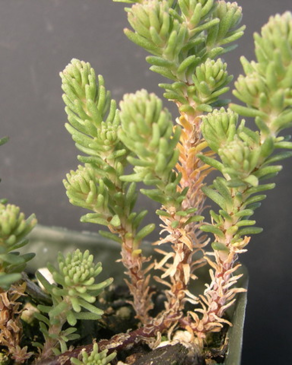 Sedum tuberiferum