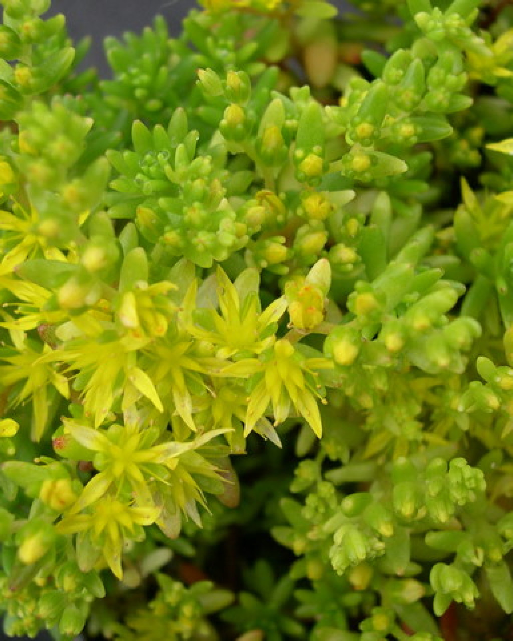 Sedum uniflorum