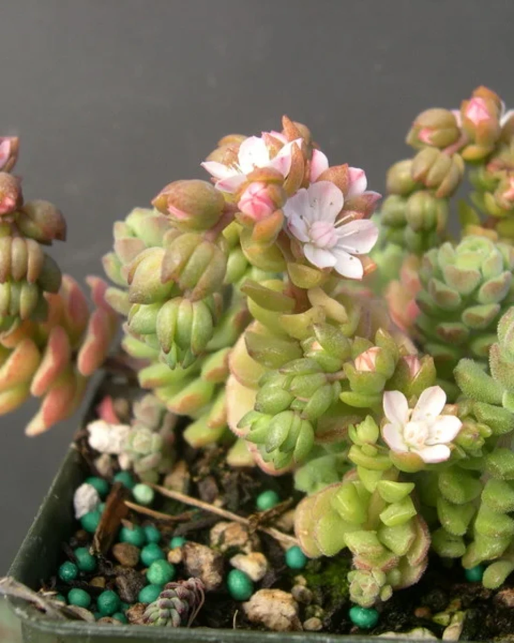 Sedum versadense
