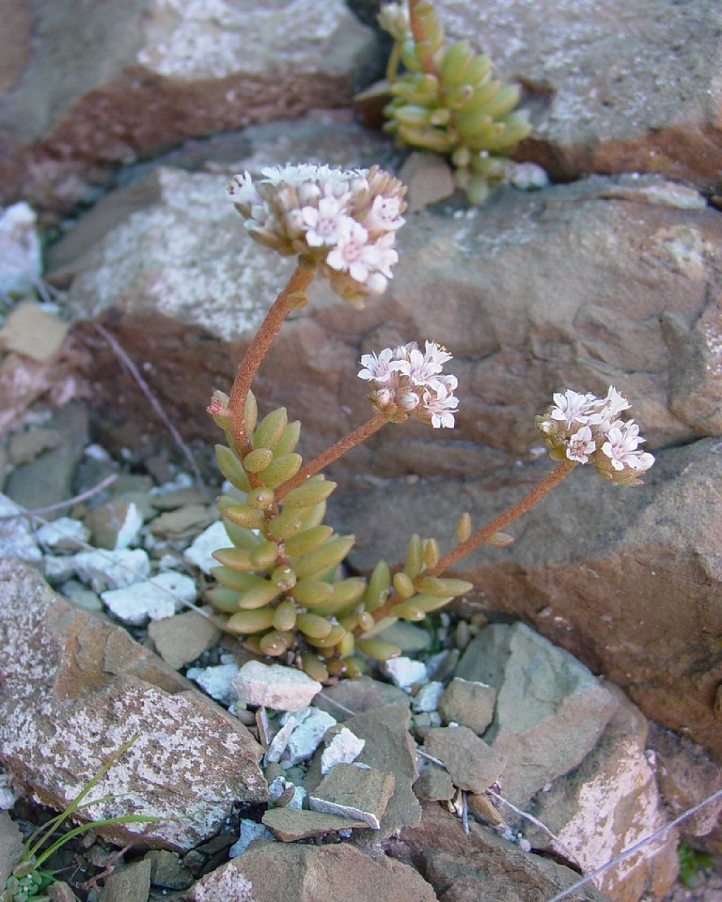 Sedum wrightii