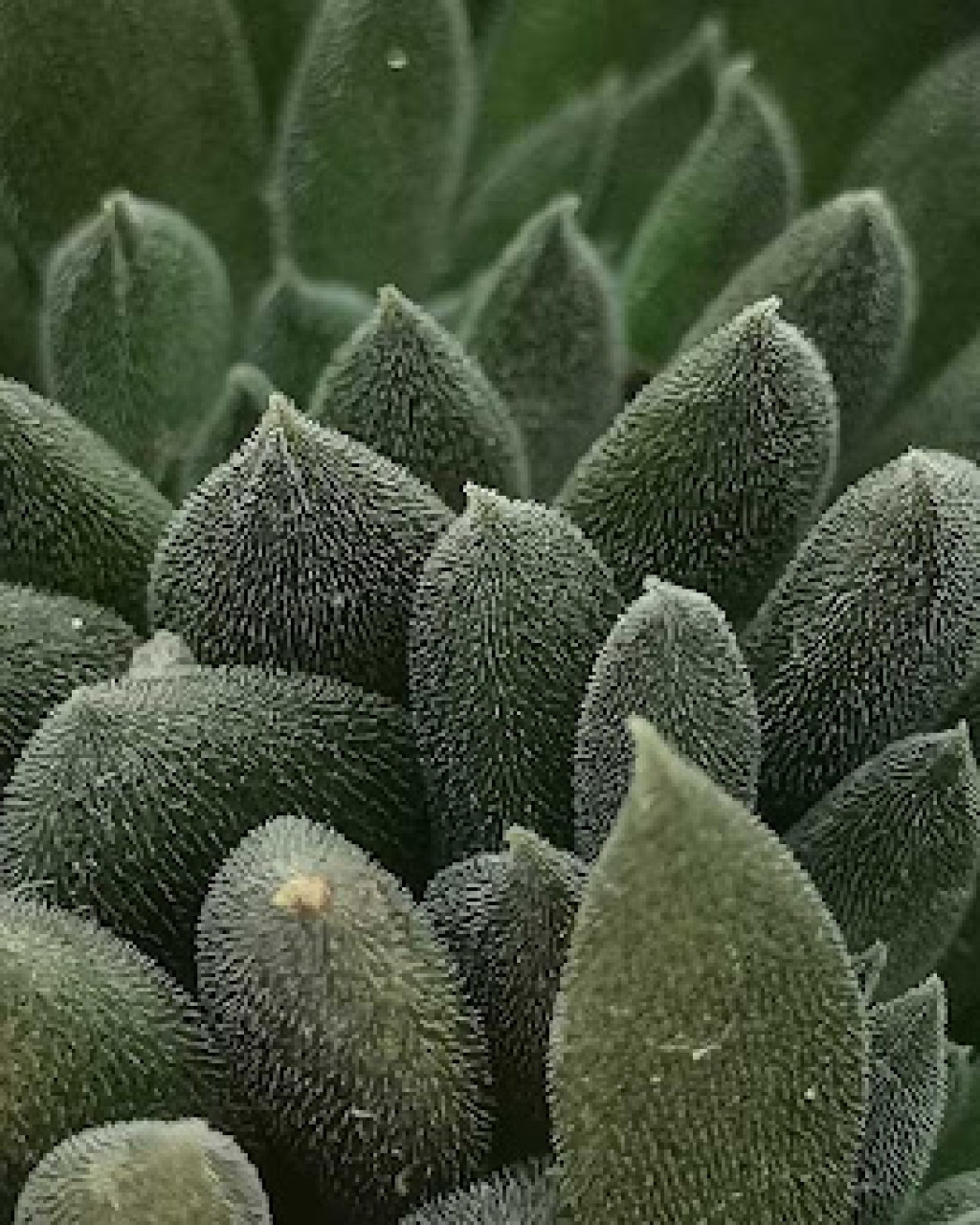 Sinocrassula ambigua