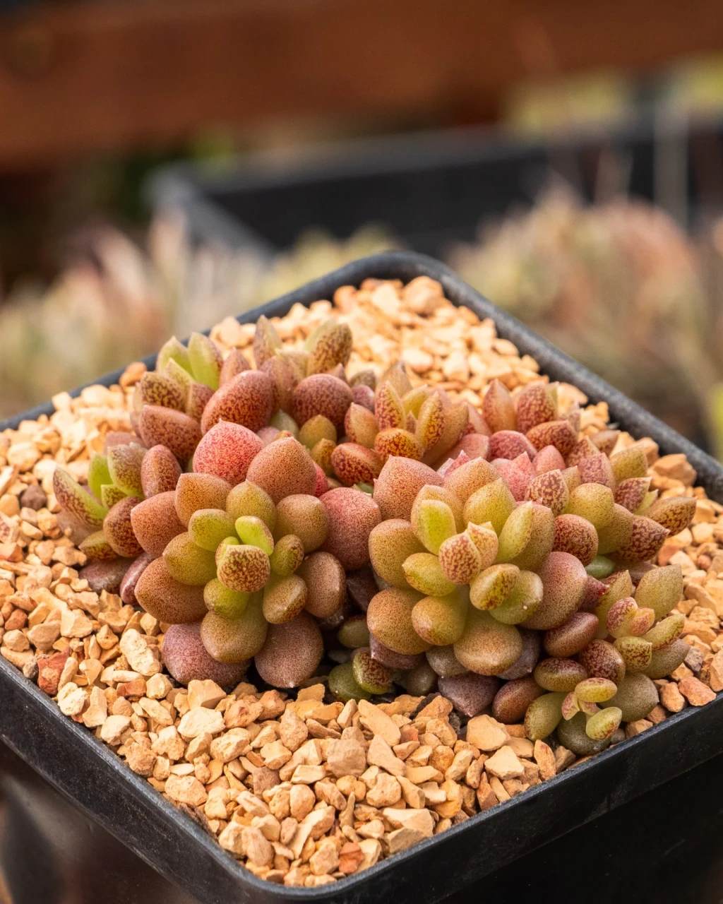 Sinocrassula densirosulata
