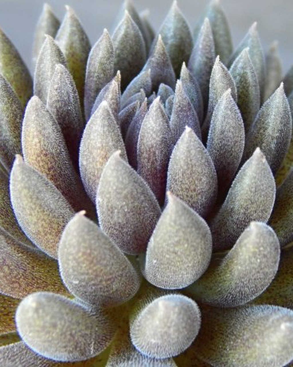 Sinocrassula diversifolia