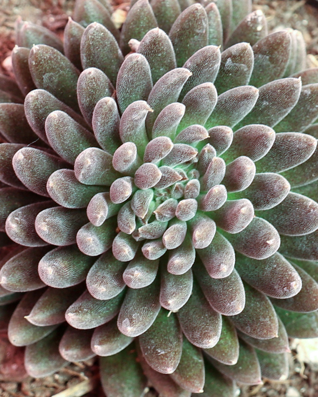 Sinocrassula longistyla