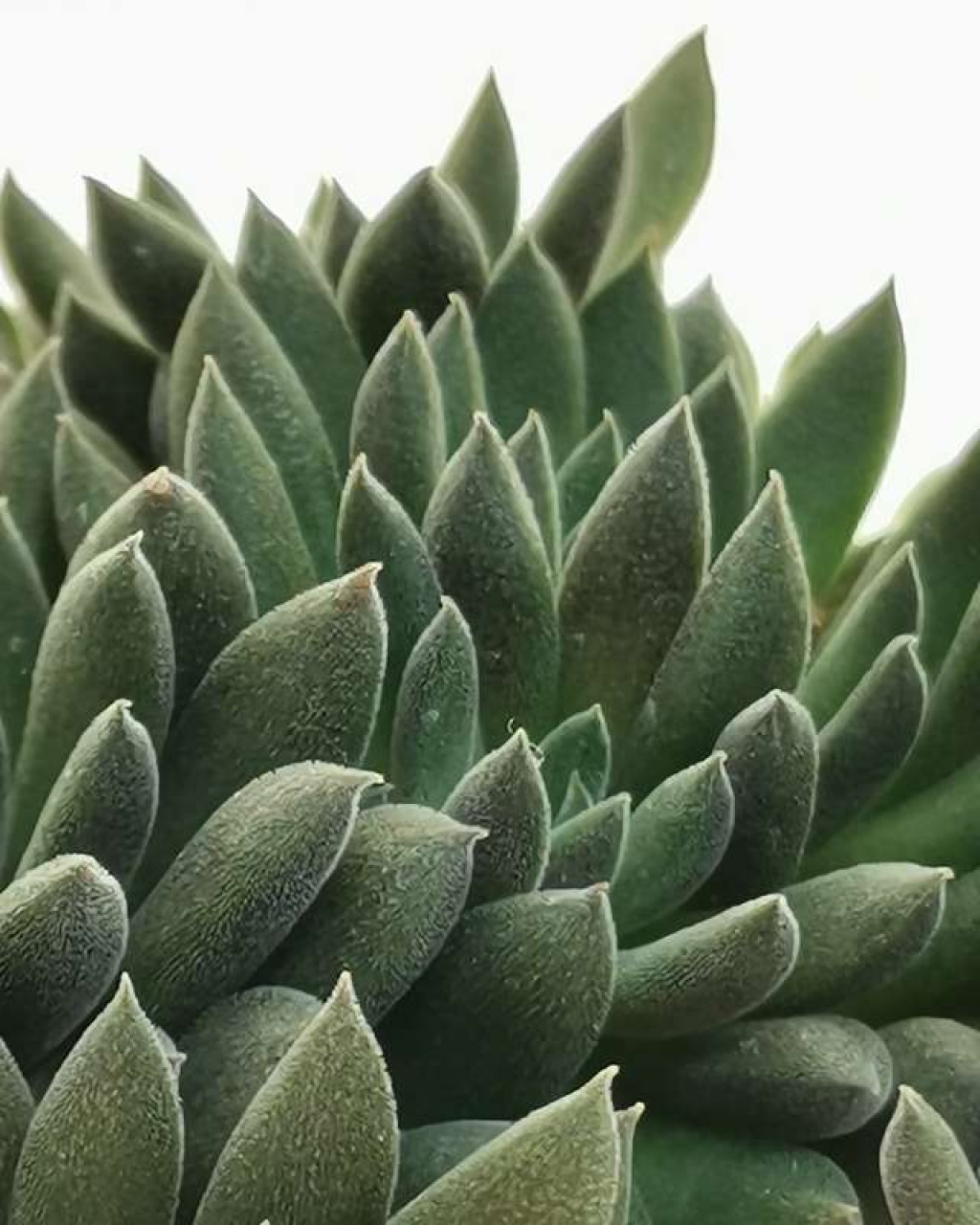 Sinocrassula techinensis