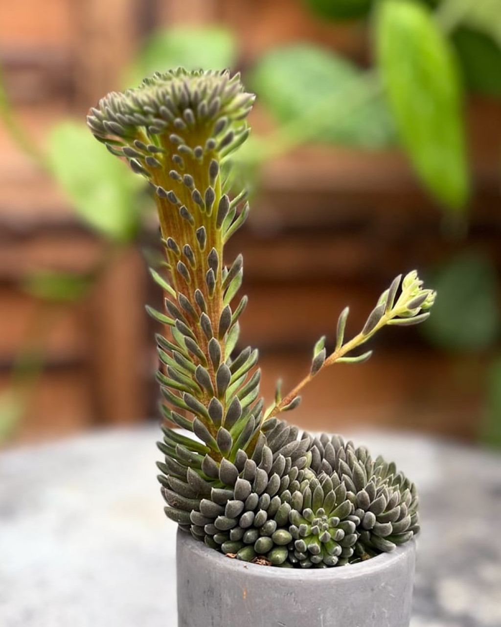 Sinocrassula yunnanensis 'Cristata'