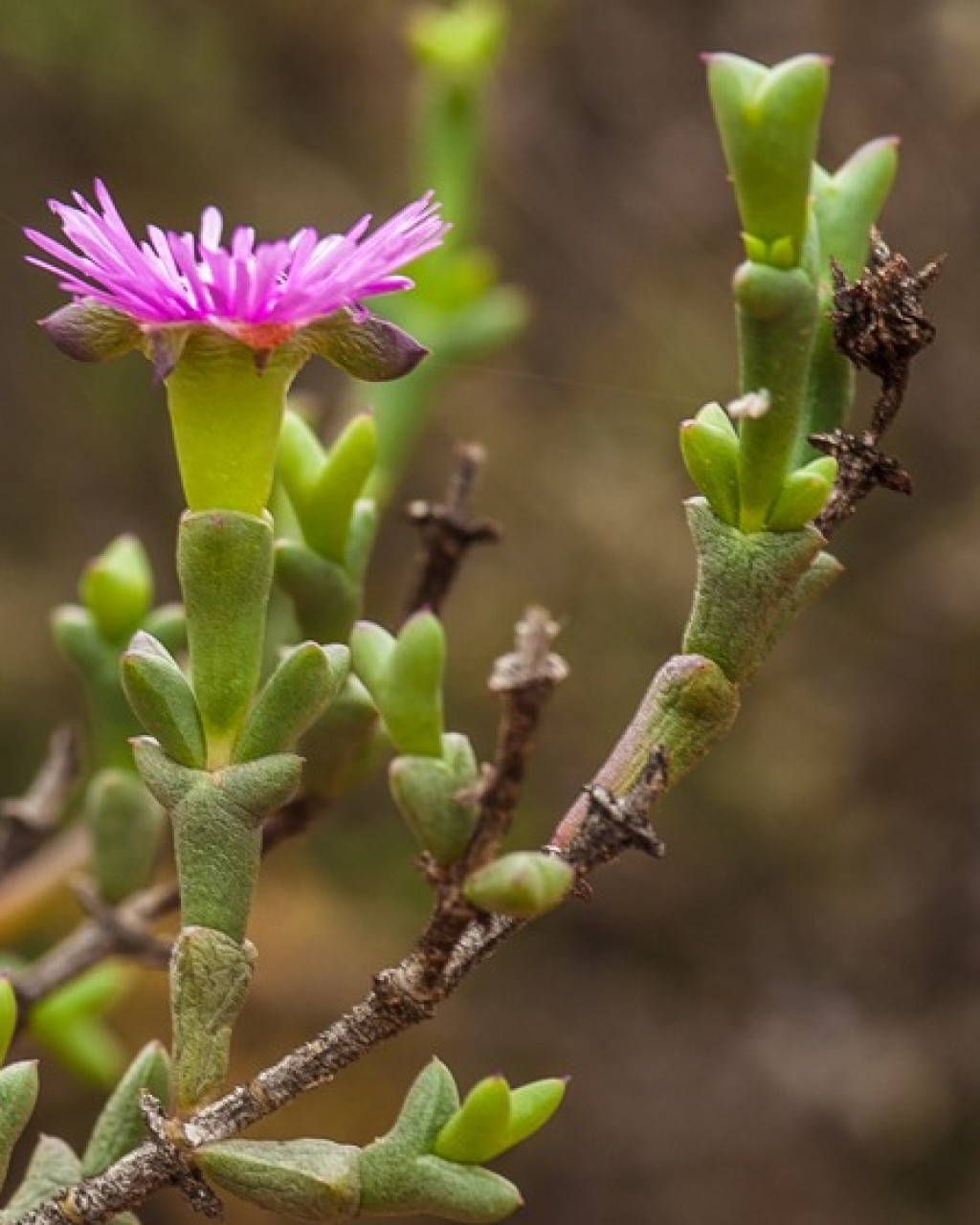 Smicrostigma