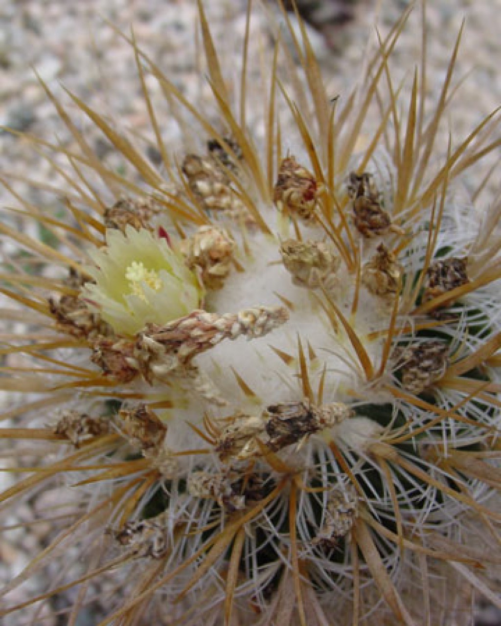 Stenocactus Vaupelianus