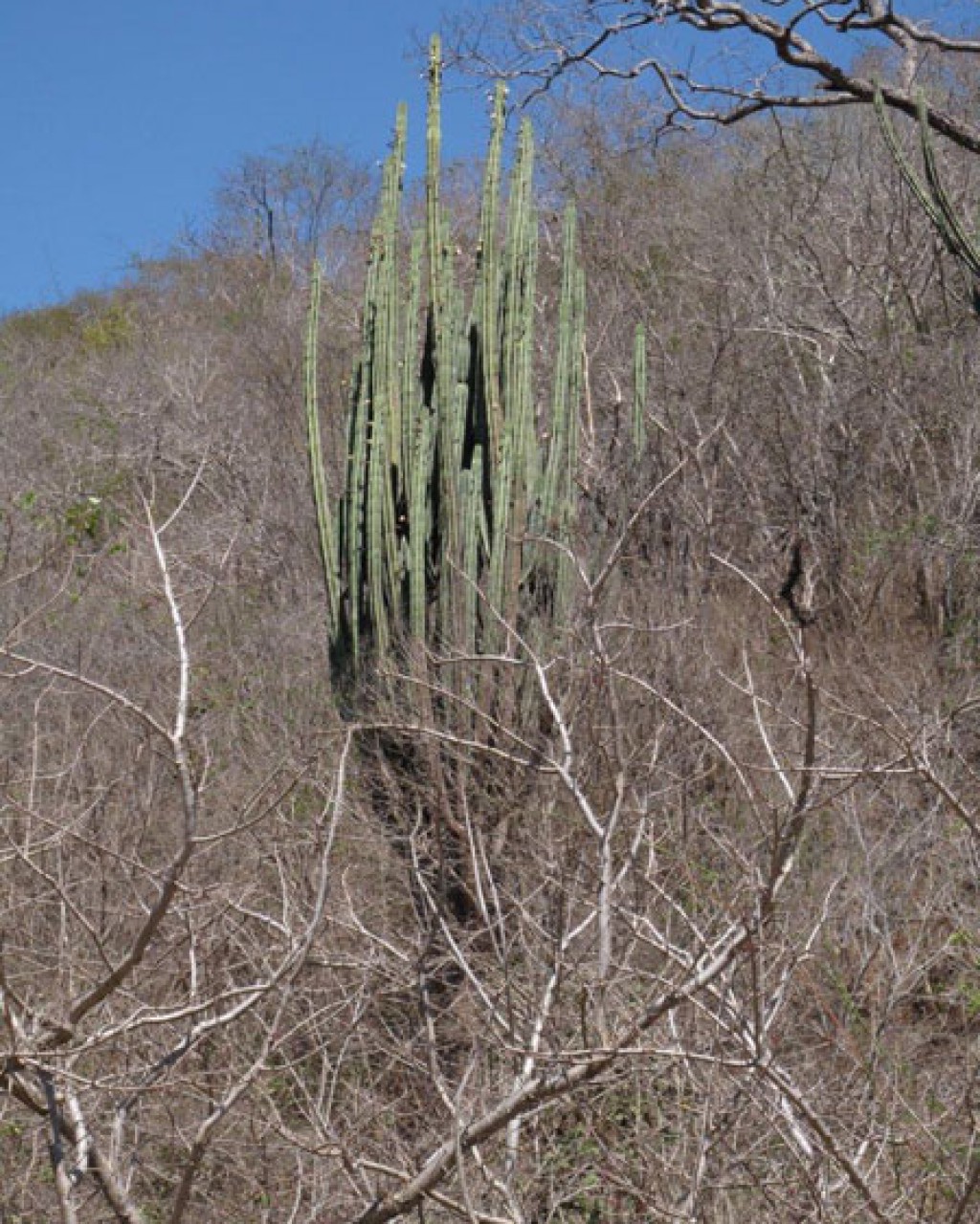 Stenocereus Chacalapensis